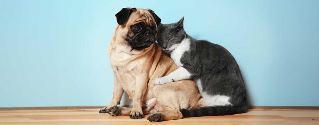 Tier Gedenkarmband - Hund und Katze schmusen